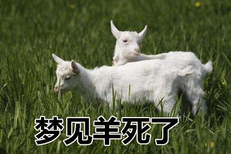 梦见死羊是什么意思
