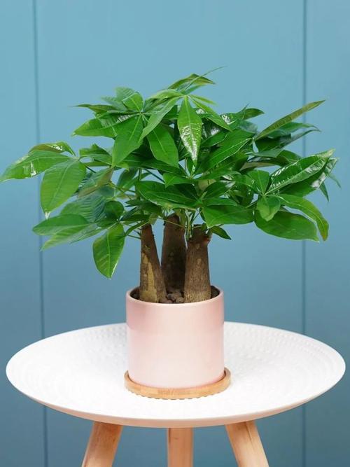 客厅摆什么植物可以旺财,植物摆放有什么禁忌?