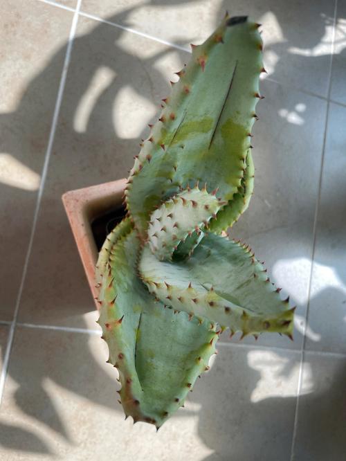 梦见芦荟是什么意思