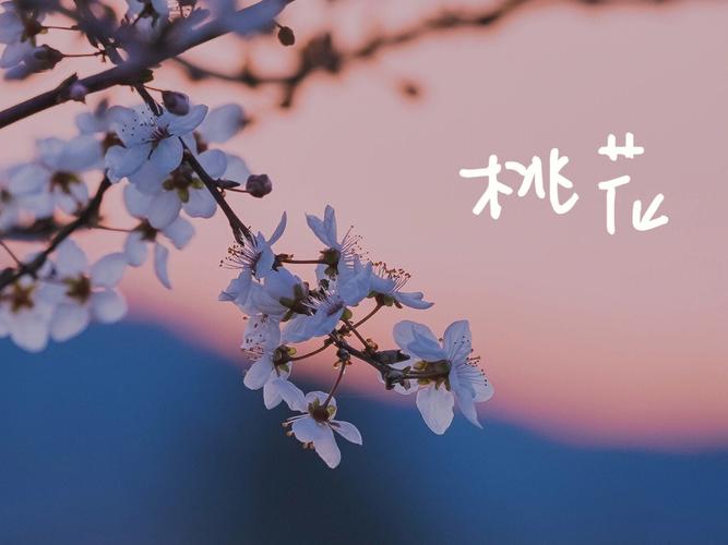 八字看哪些人会有野桃花