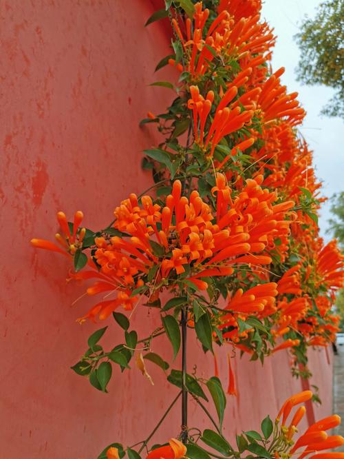 炮杖花花语