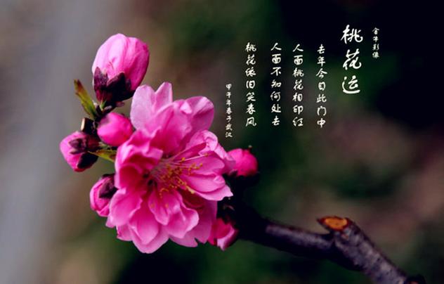 属鸡2020年咸池桃花好吗