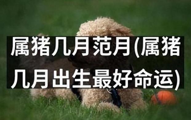 几月份的猪命最好