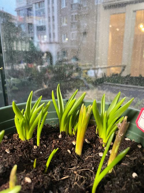 风信子花语:白色风信子的花语