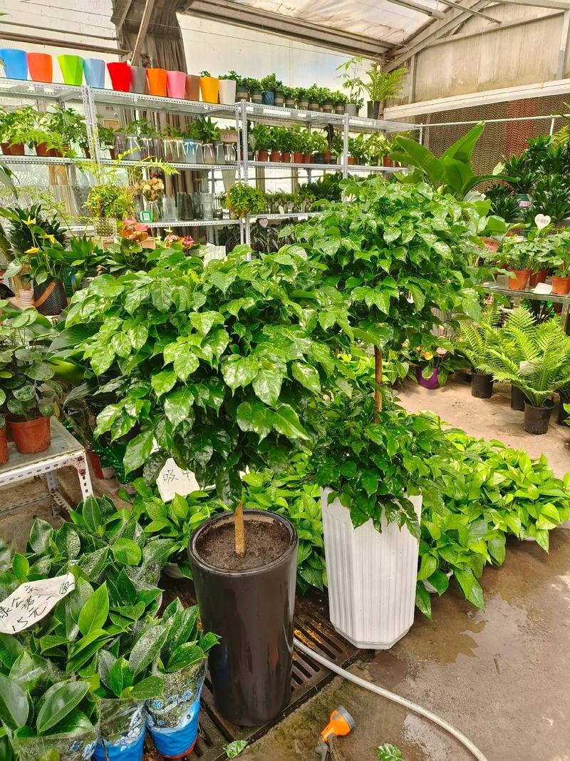 公司办公室放什么植物旺财