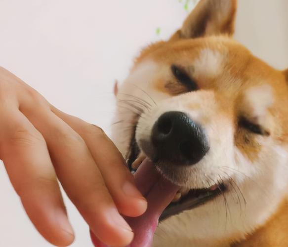 梦见狗舔自己的手