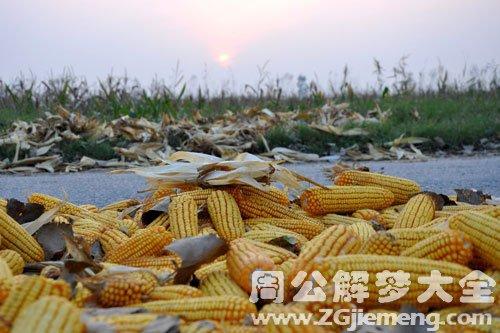 梦见满地玉米
