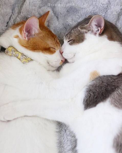 梦见怀里抱着猫