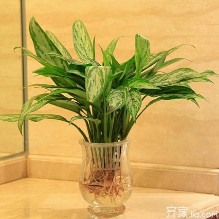 养花风水:花盆风水摆放有讲究