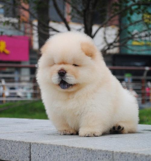 宠物叫什么名字好听温顺又憨厚