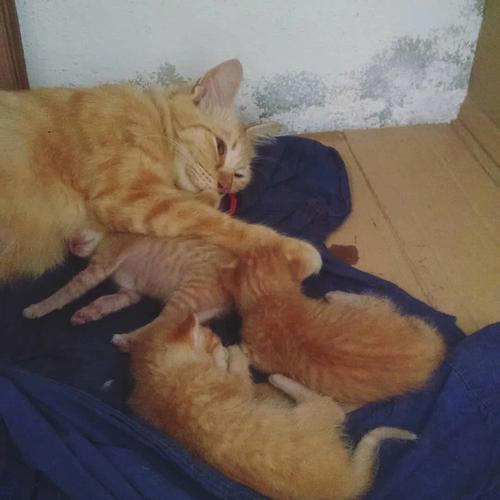 房子不干净有哪些表现?猫狗都不进代表有问题