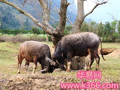 梦见两头牛狠凶