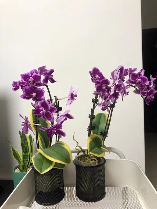 金箔金命适合养花吗