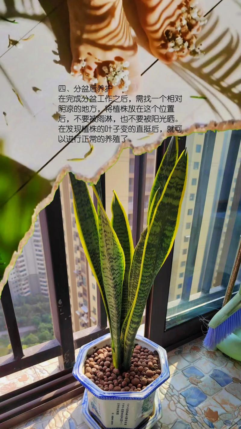 风水虎皮兰的养殖方法和注意事项