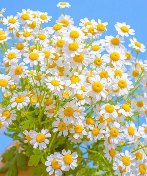 意大利的国花是什么花—雏菊