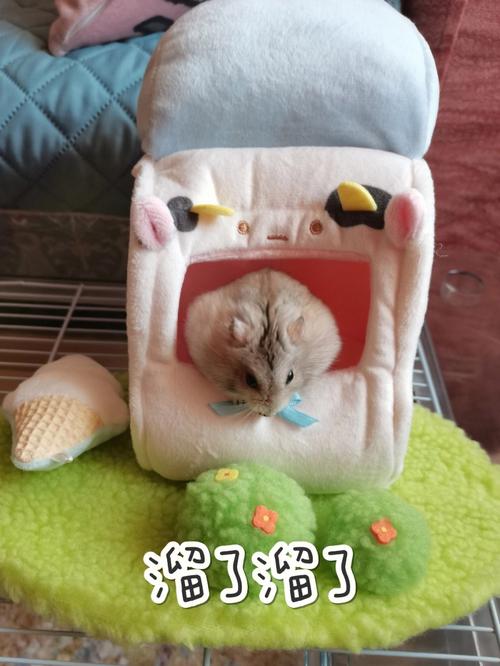属鼠的耍赖皮指数都有多高