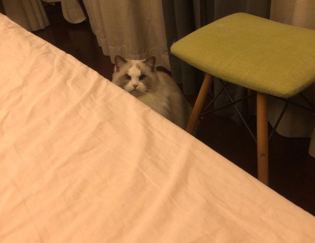 梦见猫咬自己的小腿什么意思