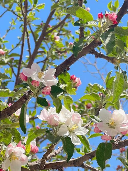 11月17日花语:苹果花,生日花语陷阱