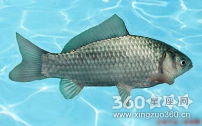 梦见半只鱼