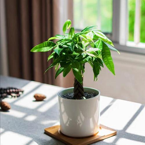 养什么植物最旺自己的财运