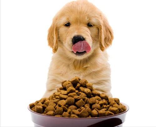 梦见给很饿的狗喂东西