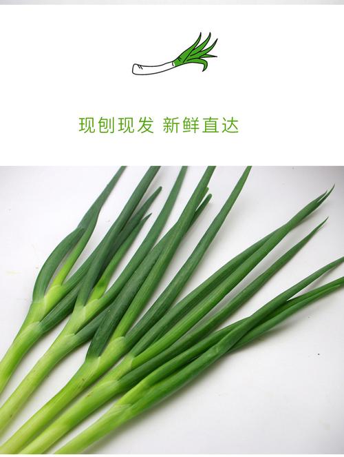 绿葱