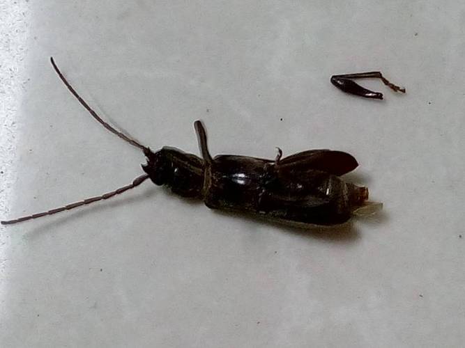 梦见屋顶很多虫子是什么意思