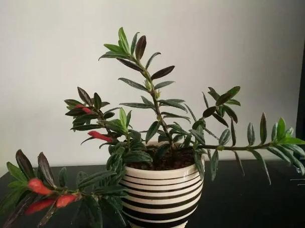 养花风水知识