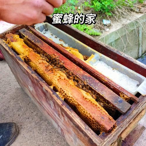 梦见草莓很甜 周公解梦之梦到草莓很甜