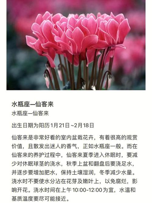 12星座的感情是什么花
