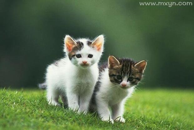 梦见两只特别漂亮的猫