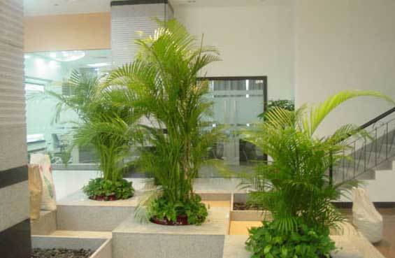 公司大门植物摆放风水禁忌