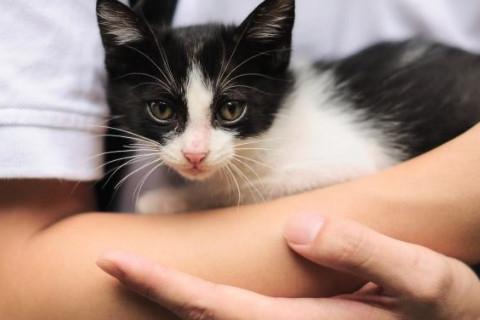梦见抱别人的猫