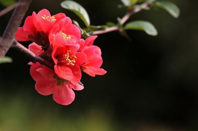 1993年属鸡幸运植物幸运花