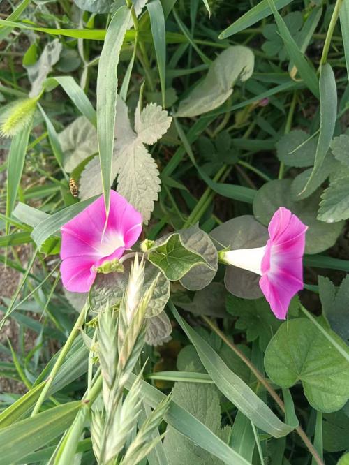 梦见牵牛花开是什么意思