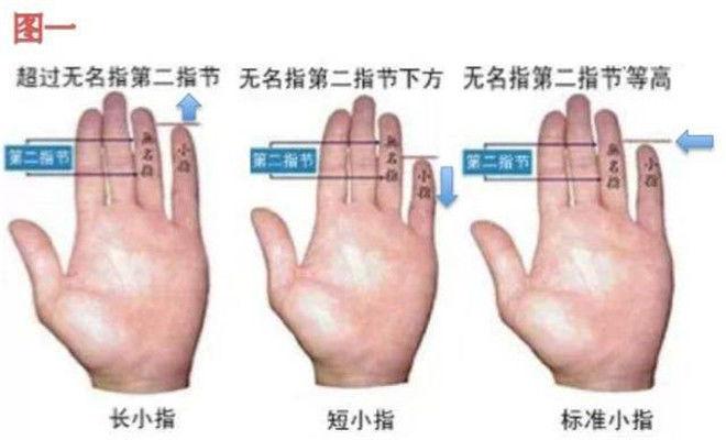 手指长短解读命运密码