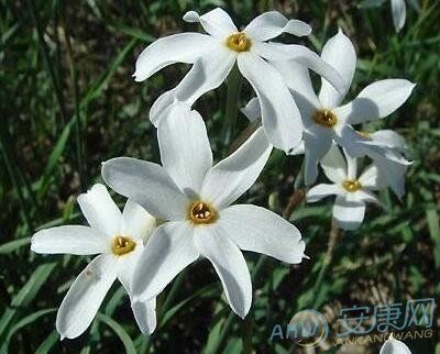 5月3日生日花语:雉眼水仙,5月3日是什么星座?