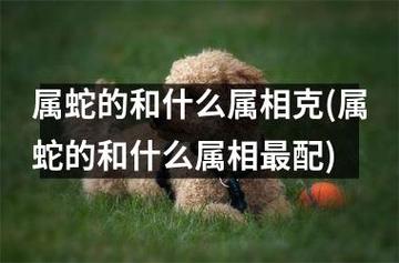 属蛇与什么生肖相合、相克呢?