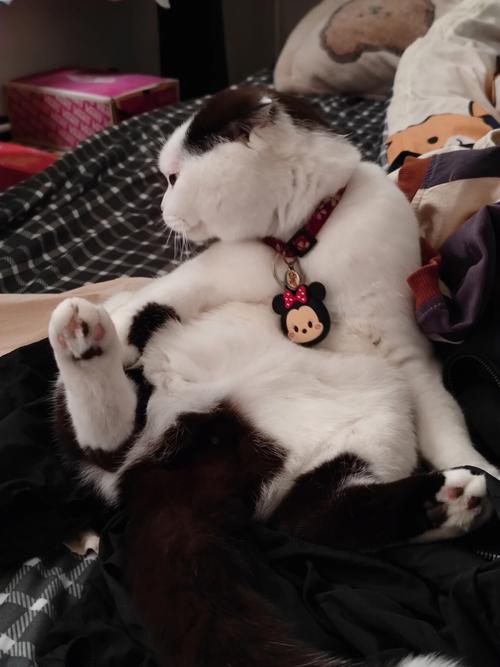 一只猫咪告诉你该走哪条爱情路