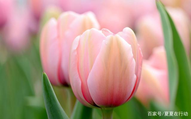 7月能给摩羯座带来财运的花