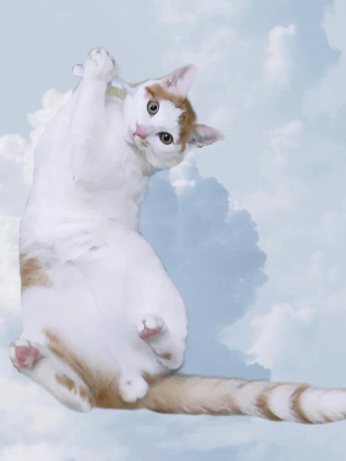 梦见东西从天而降的猫