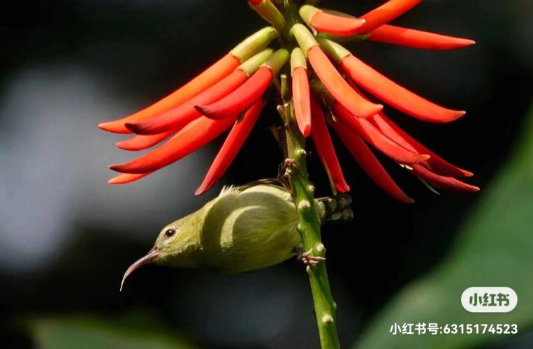 梦见锦鸡怎么回事