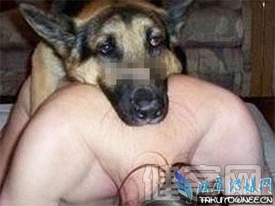 梦见狗狗怀孕