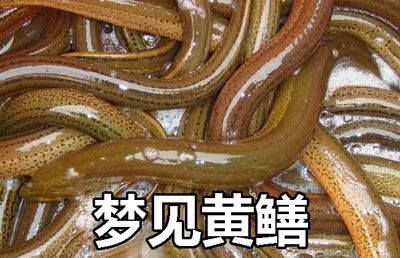 孕妇梦见很多黄鳝