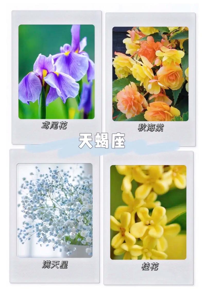 十二星座的守护花,每个人都有