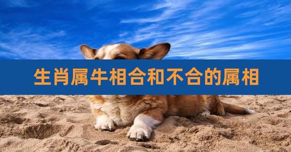 属牛和属牛合不合