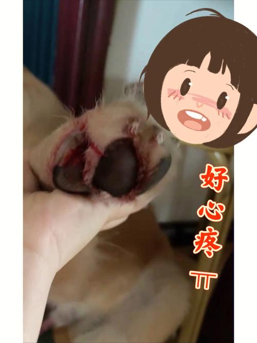 梦见狗狗受伤