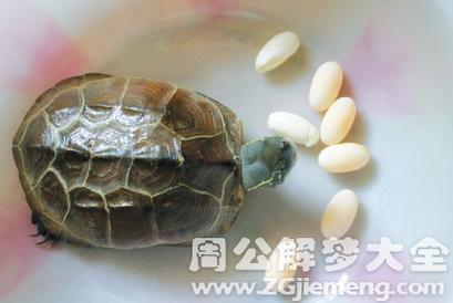 梦见乌龟死了,孕妇梦见乌龟死了
