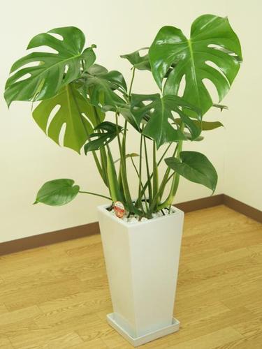 新房子放什么植物好