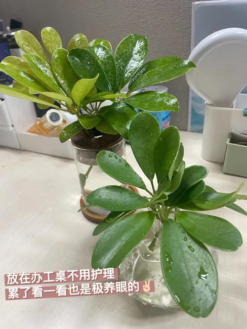 办公室压小人的植物有哪些